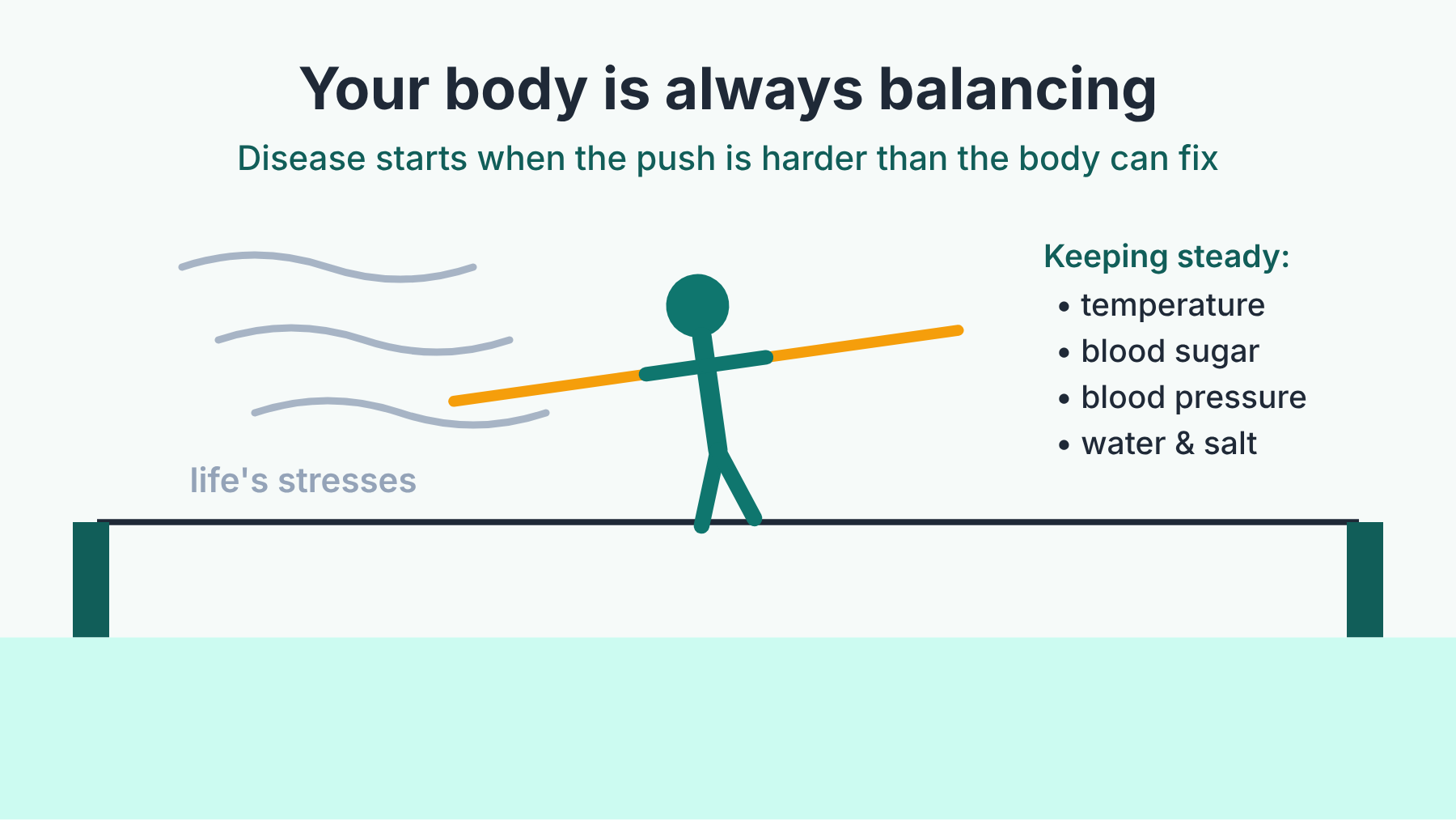 A tightrope walker keeps their balance in the wind, like the body keeping temperature, blood sugar, blood pressure, and water and salt steady.